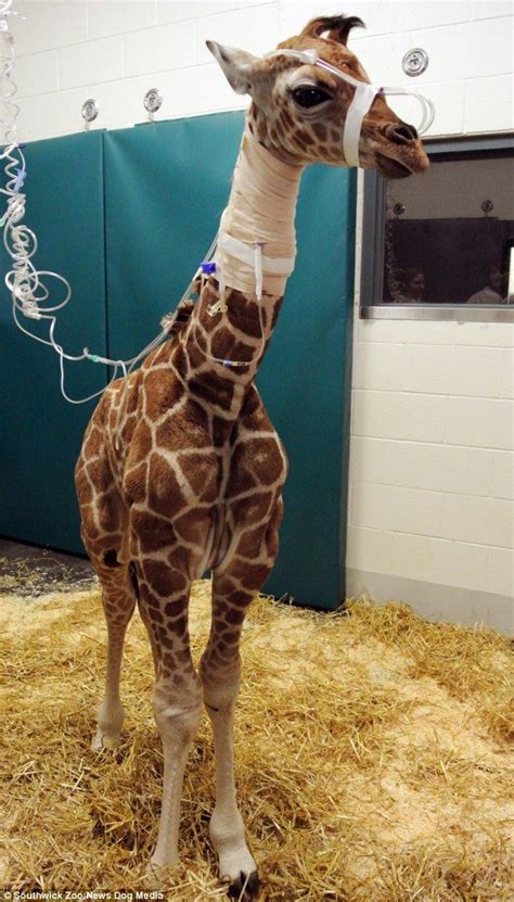 Baby Giraffe Abandoned By Its Mother Has To Wear A Bandage On Its Neck