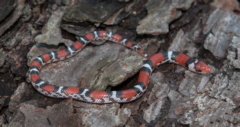 Northern Scarlet Snake Cemophora Coccinea Copei Flickr