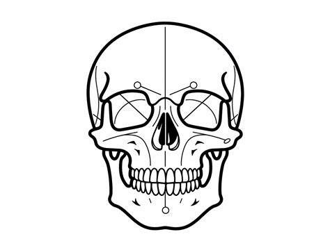 Learn Skull Anatomy While Coloring Coloring Page
