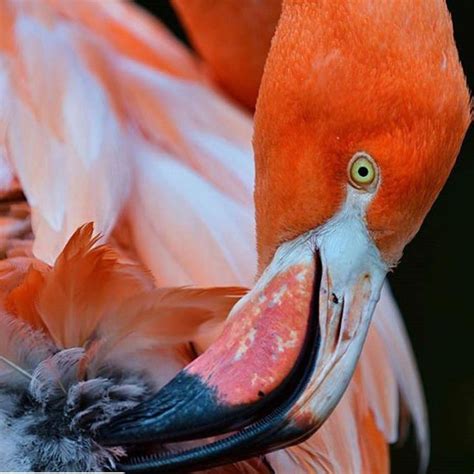 An Orange Flamingo With Its Beak Open And Feathers Curled Up Around