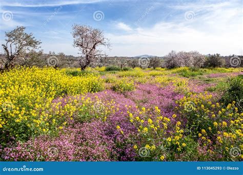 Green Hills Flowering Trees And Flowers Beautiful Spring Lands Stock