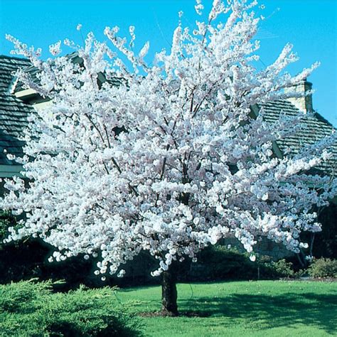728 Gallon Pink Cherry Autumn Higan Flowering Tree In Pot With Soil