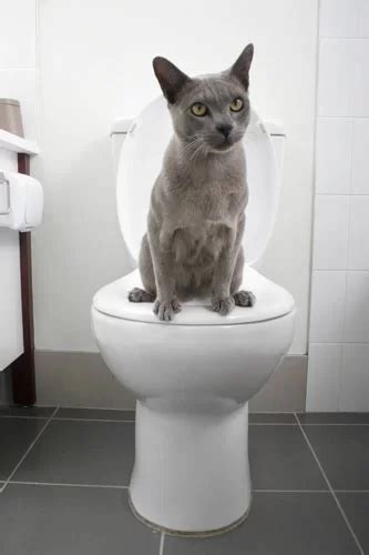Toilet Training Your Siamese Cat Catsinfo