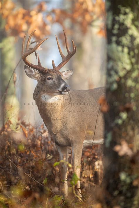 Professional Whitetail Deer Photography Matt Hansen