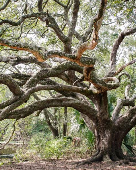 Oak Trees In New Orleans
