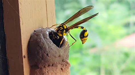 An Insect Building Its Nest Youtube