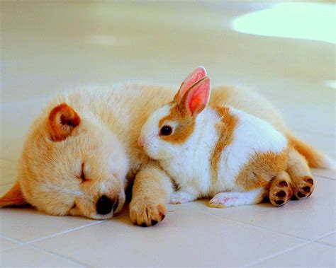 Cute Animal Friends Wallpapers Top Free Cute Animal Friends