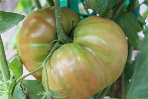 Time Has Come For Tomatoes To Change Colors Erics Organic Gardening Blog
