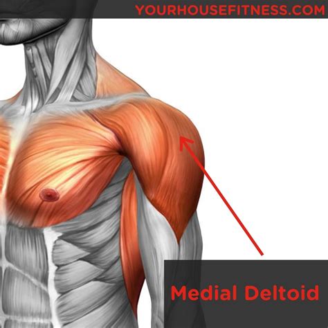 Muscle Breakdown Medial Deltoid Your House Fitness