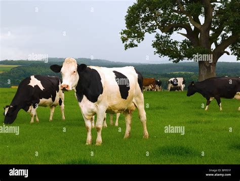 Dairy Cows Hi Res Stock Photography And Images Alamy