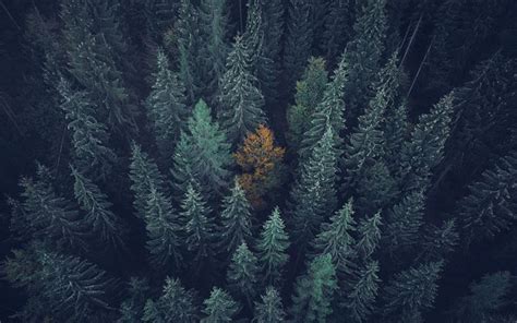 1000 Best Forest Mac Wallpapers Free Hd Download Allmacwallpaper