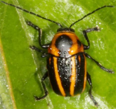 Black And Orange Striped Beetle Bassareus Lituratus Bugguidenet
