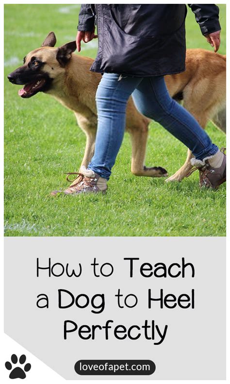 How To Teach A Dog To Heel Perfectly Love Of A Pet Dogs Dog