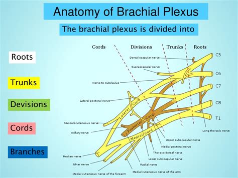 Ppt Brachial Plexus Block Above The Clavicle Powerpoint Presentation