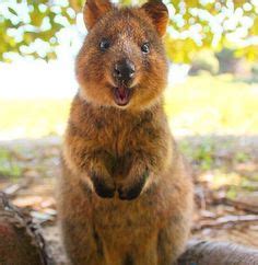 Let's check out more about them. Meet the Quokka — the Happiest Animal Ever | Happy animals ...