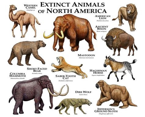Extinct Animals Of North America Extinct Animals Ancient Animals