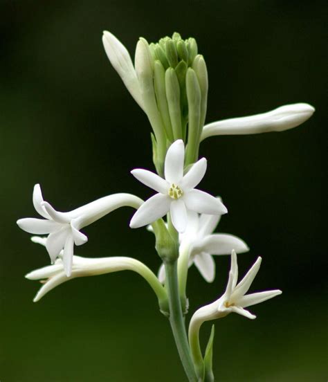 The 10 Most Fragrant Flowers To Plant In Your Garden Martha Stewart