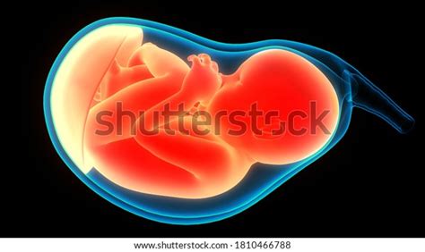 Human Fetus Baby Womb Anatomy 3d Stock Illustration 1810466788