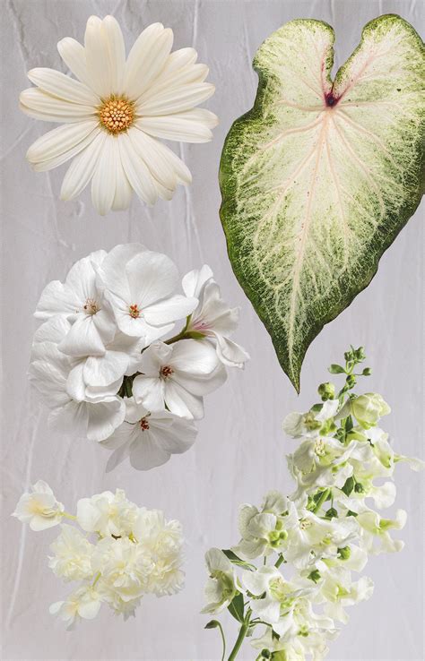 White Annuals For Moon Gardens Artofit
