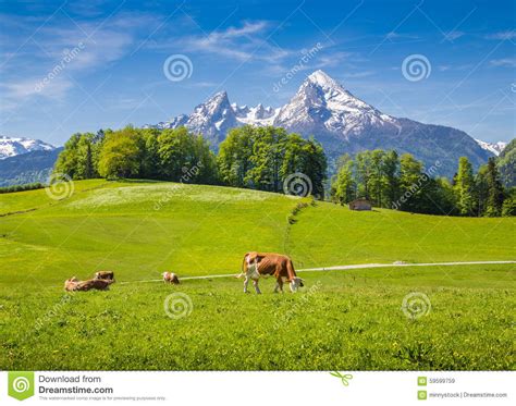 Idyllic Landscape In The Alps With Cow Grazing On Fresh Green Mountain