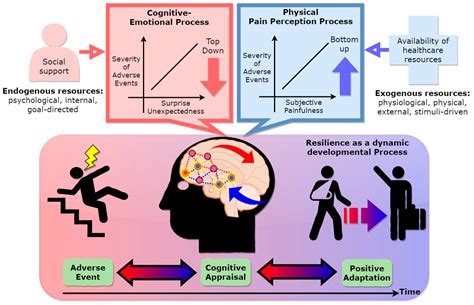 Ijerph Free Full Text Neurocognitive Mechanism Of Human Resilience