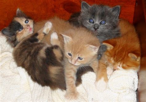 It seems she has no control of course. Miri's House Cat & Kitten Rescue: Hungry, Hungry Kittens!