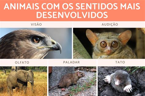 Animal Com Melhor Visão
