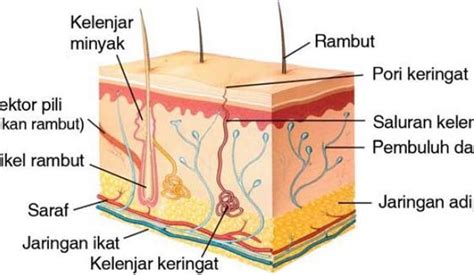 Gambar jamur kulit kepala obat jamur di kulit kepala cara mengatasi kulit kepala bersisik gatal dan kering secara alami pada anak dewasa. Pengertian Kulit, Lapisan Kulit, Fungsi Kulit dan Kelainan ...