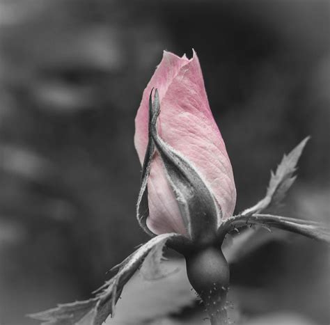 Delicate Pink Rosebud Photograph By Carolyn Marshall Fine Art America