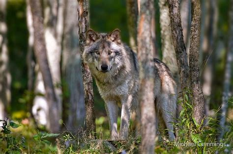 Timber Wolf In Forest By Michael Cummings Redbubble