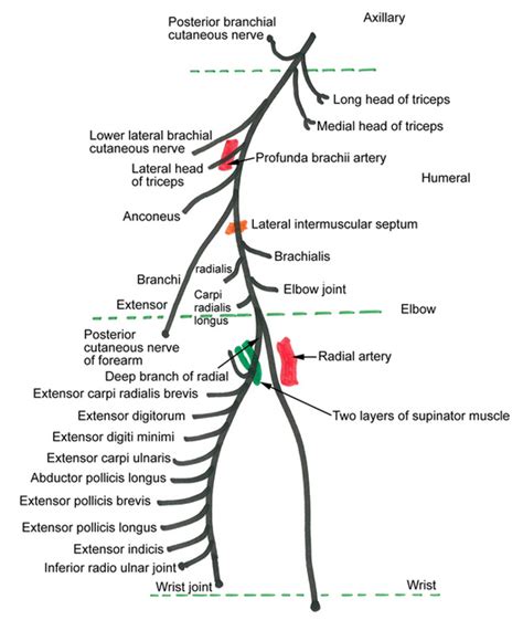Radial Nerve Anatomy And Examination Simplified With Mnemonics