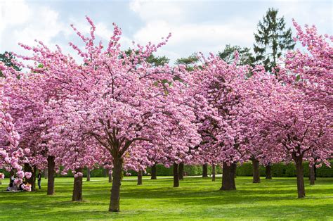 Fruit Trees Home Gardening Apple Cherry Pear Plum Cherry Blossom Tree With Fruit