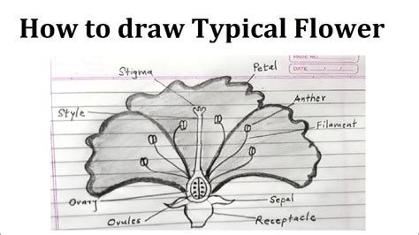 How To Draw The Structure Of Typical Flower Step By Step YouTube