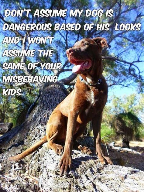 No matter which dog quote stood out to you most they are all something to think about! So many people tell me my service dog behaves better than their kids! #pitbullquotes | Dogs ...