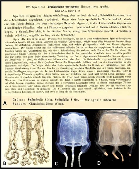 Ernst Haeckel S Mysterious Species Part I The Validity Of Carybdea
