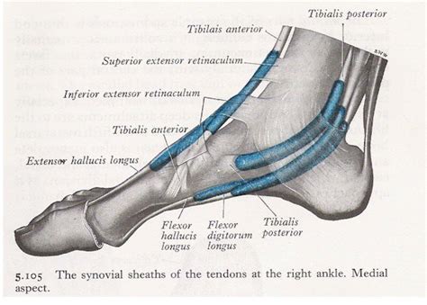 Muscles And Tendons Of The Foot And Ankle