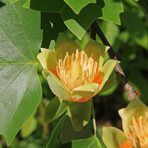 Starting Your Tulip Poplar Tree Journey From Seed