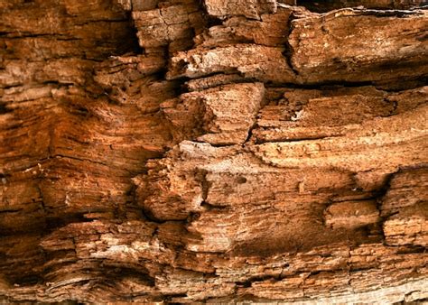 Free Photo Close Up On Beautiful Tree Bark Texture