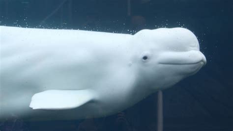 Beluga Arctic White Whale Spotted Near River Thames Your London Guide