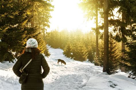 🥇 imagen de nieve invierno blanco clima frío hielo árboles 【foto gratis】 100023673