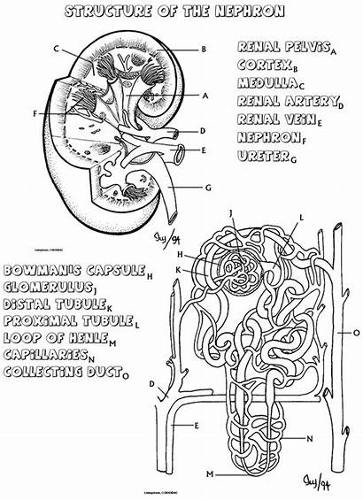 Kidney Coloring Anatomy Nephron Urinary Renal Structure