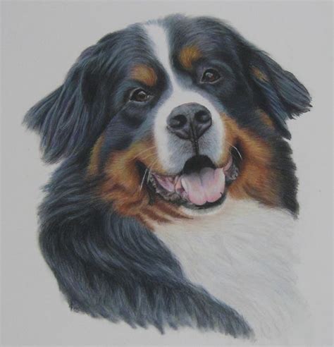 Bernese Mountain Dog Portrait Pencil Drawing Commissions Welcome