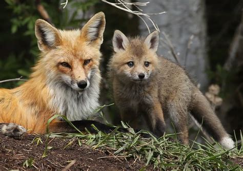 Momma Fox With One Of Her Kits Guy Lichter Flickr