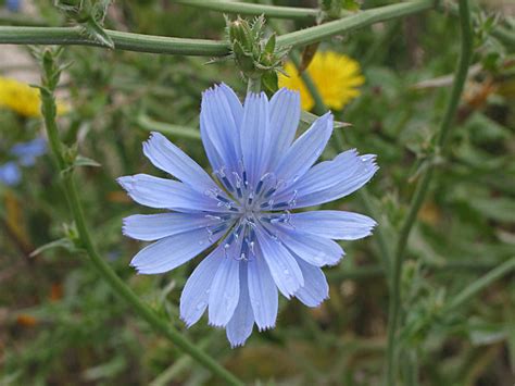 Role Of Chicory In The Native American Mythology World Of Flowering
