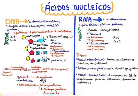 Resumo De Biologia ácidos Nucleicos Ácido Nucleico Dna E Rna