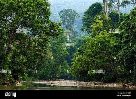 Looking Up The Batang River At Tangkahan And Into The Rainforest Of The