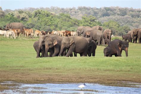 Kaudulla National Park Safari Guide Sri Lanka Life Of A Passion