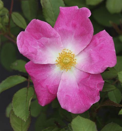 Nearly Wild Floribunda Rose Introduced By Dr Walter D Brownell