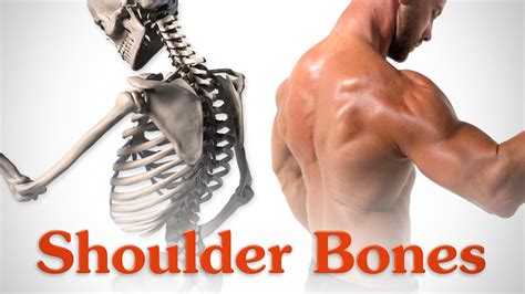 Anatomy Of The Shoulder Bones Youtube