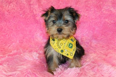 Yorkie Puppies For Sale Available Puppies